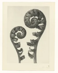 Estudio de planta Formas primigenias del arte (título de la serie)