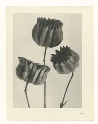 Estudio de plantas - Formas primigenias del arte (título de la serie)