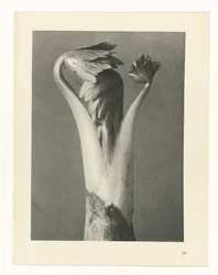 Estudio de plantas, Urformen der Kunst (título de la serie)