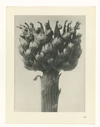 Estudio de planta, Formas primigenias del arte (título de la serie) 2