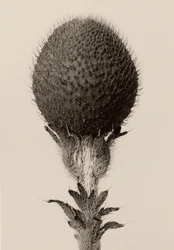 [Planta bulbosa espinosa]