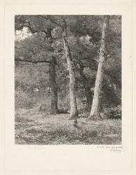 Un claro en el bosque