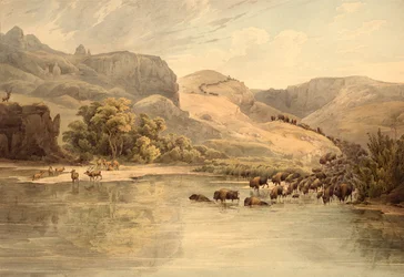 Búfalos y alces en el Alto Missouri
