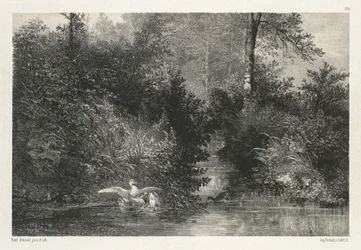 Canards (Patos)