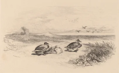 Patos salvajes