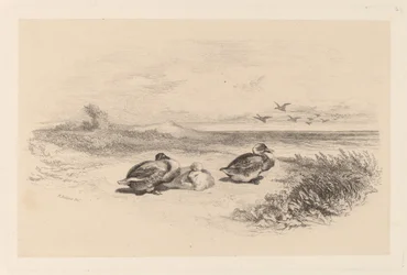 Patos Salvajes