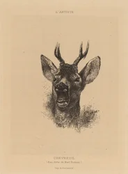 Corzo