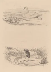 Cisne, garza