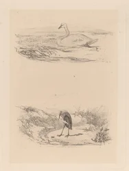 Cisne, garza