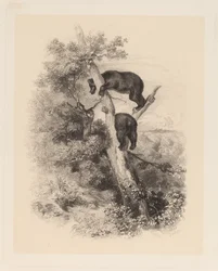 Dos osos