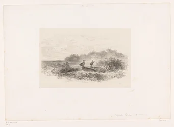 Paisaje con dos ciervos de cola blanca (serie Paisajes con animales)