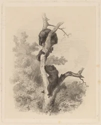 Les Ours (Los Osos)