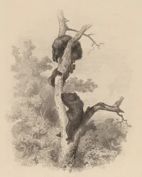 Los osos, 1858-1874