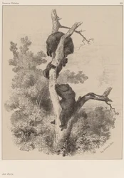 Los osos