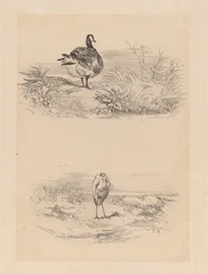Ganso, garza