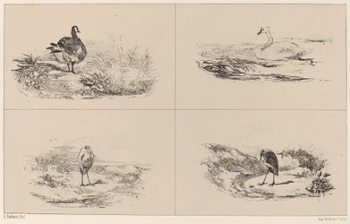 Gansos, cisnes, garzas
