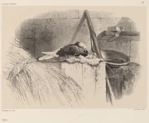 Paloma