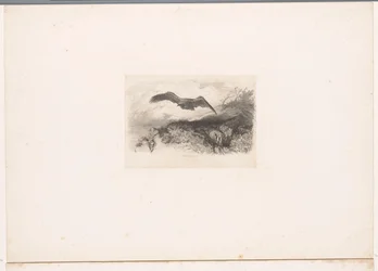 Águila volando Paisajes con animales (título de serie)