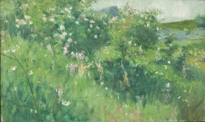 Rosales en flor en la isla de Tjörn