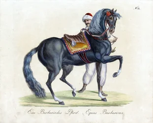 Un caballo berberisco (impresión)