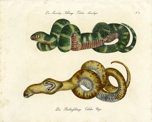 Serpiente esculapio y cobra india (impresión)