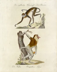 Monos africanos (imprimir)