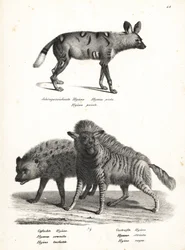 Perro salvaje africano, Lycaon pictus, en peligro de extinción, hiena manchada, Crocuta crocuta, y hiena rayada, Hyaena hyaena. Litografía de Karl Joseph Brodtmann de la Historia natural ilustrada de hombres y animales de Heinrich Rudolf Schinz.