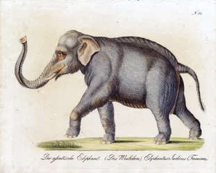 Elefante asiático (hembra) (imprimir)