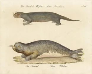 Nutria de río brasileña y foca común (impresión)