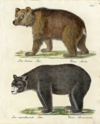 Oso pardo y oso americano (impresión)