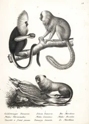 Tití cabeciblanco, Callithrix flaviceps (en peligro de extinción) 1, y tití león dorado, Leontopithecus rosalia (en peligro de extinción) 2,3. Litografía de Karl Joseph Brodtmann de la Historia natural ilustrada de hombres y animales de Heinrich Rudolf Sch