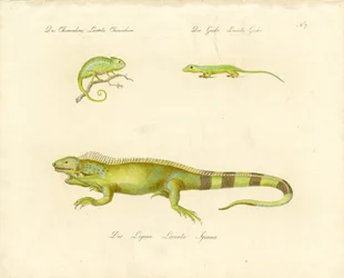 Camaleón, geco e iguana (impresión)