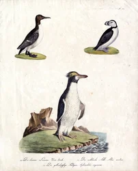 Arao común, alca ártica y pingüino crestado (impresión)