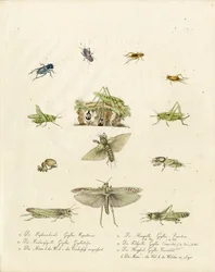 Grillos y saltamontes (imprimir)