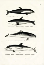 Diferentes tipos de delfines, 1824