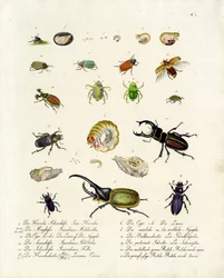 Diversas especies de escarabajos y sus fases de desarrollo (imprimir)