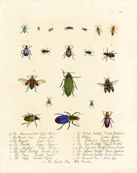 Diversidad de escarabajos tigre y otras especies de escarabajos (imprimir)