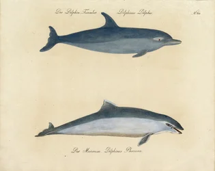 Delfines (en letra de imprenta)
