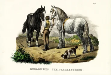 Caballo de mina inglés, 1824