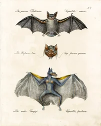Especies de murciélagos europeos (imprimir)