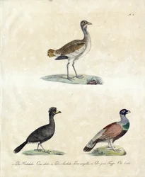 Aves silvestres europeas (imprimir)