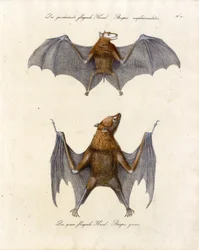 Zorros voladores (impresión)