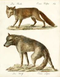 Zorro y lobo (imprimir)
