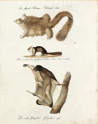 Mamíferos planeadores (imprimir)