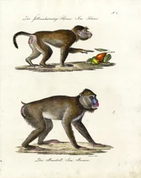 Babuino Hamadryas y Mandril (imprimir)