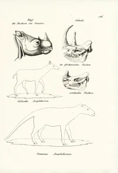 Cabeza de rinoceronte de Sumatra, 1824