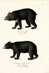 Oso Negro del Himalaya, 1824