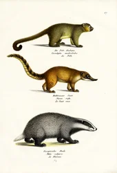 Oso de miel, 1824