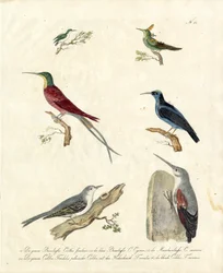 Colibríes y agateadores (imprimir)