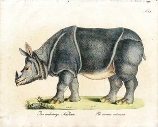 Indian Rhinoceros (print)